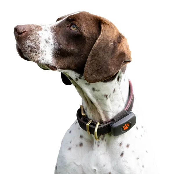 Dog wearing PitPat GPS tracker